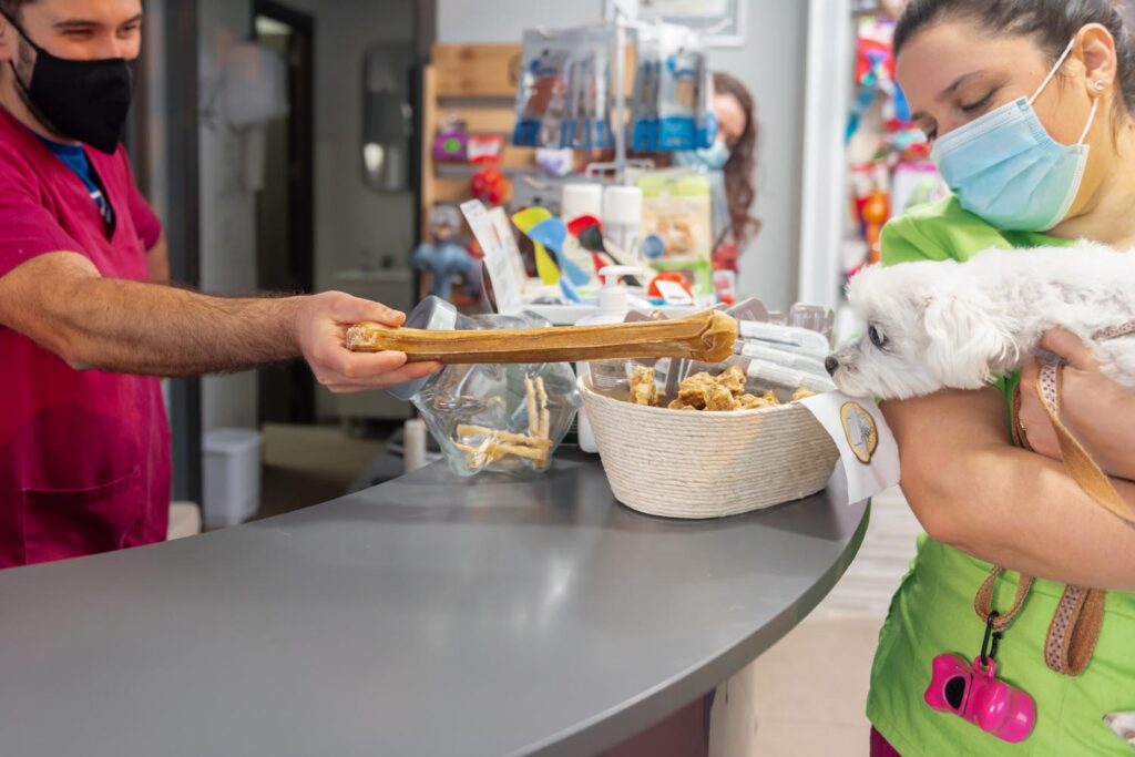 veterinary clinic staff and pet shop. Veterinarian offering a large bone treat to a small dog. pet care and health
